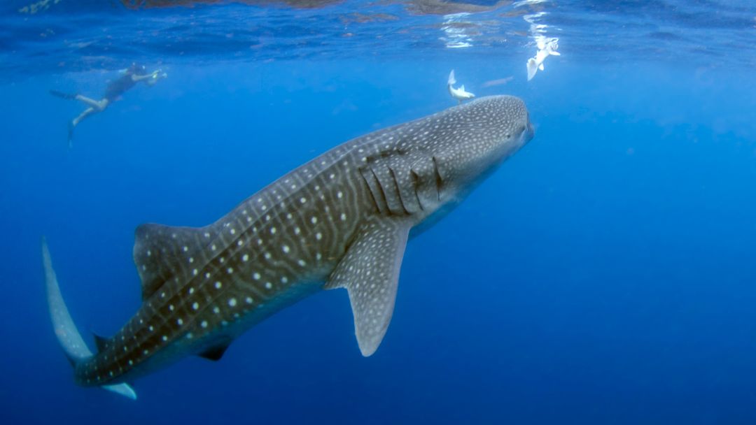 Why Visit Oslob Whale Shark Discover The Gentle Giants Of The Sea: An Unforgettable Oslob Whale Shark Tour In Cebu