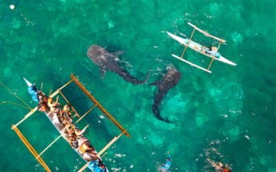 Discover the Gentle Giants of the Sea: An Unforgettable Oslob Whale Shark Tour in Cebu