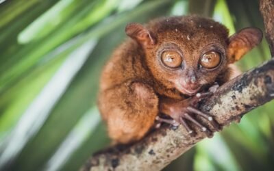 Discover The Enchantment Of Tarsiers In Bohol: A Guide To Encounter These Tiny Primates