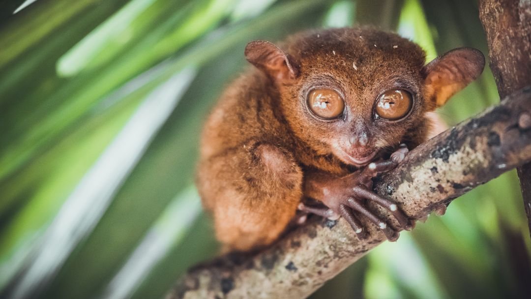Discover The Enchantment Of Tarsiers In Bohol: A Guide To Encounter These Tiny Primates