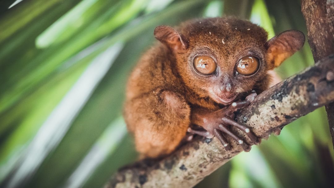 Delikatessen In Cebu Discover The Enchantment Of Tarsiers In Bohol A Guide To Encounter These Tiny Primates