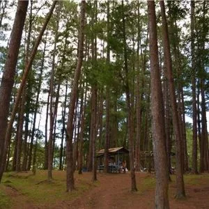 Bucari-Pine-Forest Iloilo Car Rental Bucari-Pine-Forest Iloilo Car Rental