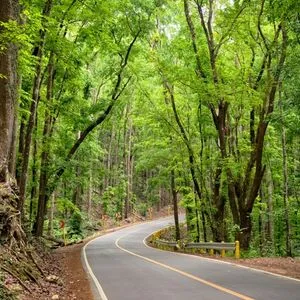 Bilar-Man-Made-Forest Bohol Car Rental Bilar-Man-Made-Forest Bohol Car Rental