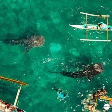 Oslob Whale Sharks Cebu Car Rental